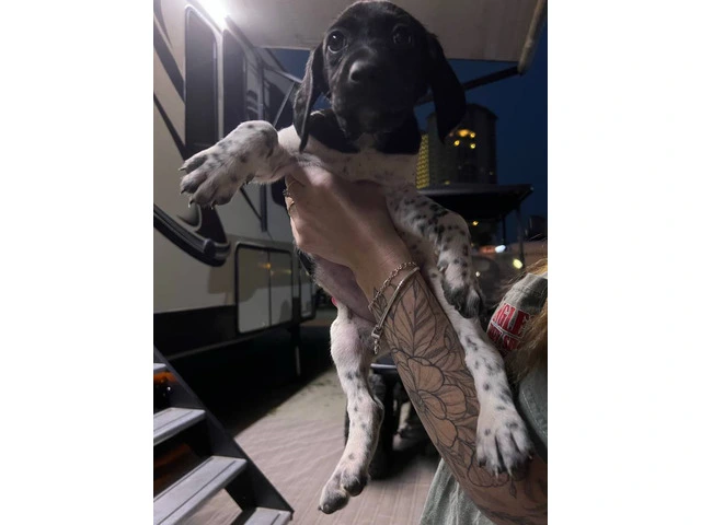 3 AKC German Shorthaired Pointer puppies for sale - 3/9