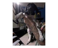 3 AKC German Shorthaired Pointer puppies for sale - 3