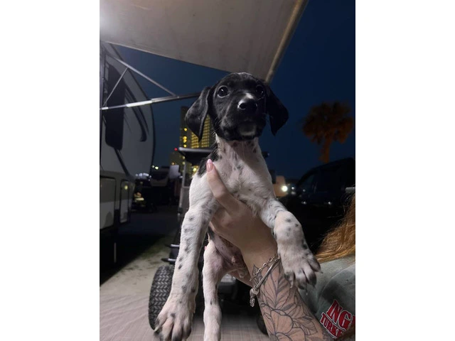 3 AKC German Shorthaired Pointer puppies for sale - 4/9