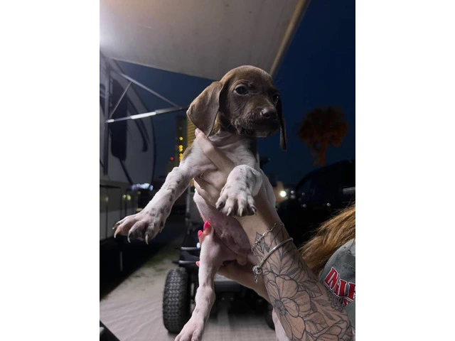 3 AKC German Shorthaired Pointer puppies for sale - 5/9
