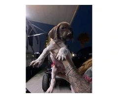 3 AKC German Shorthaired Pointer puppies for sale - 5