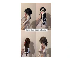 3 AKC German Shorthaired Pointer puppies for sale - 8