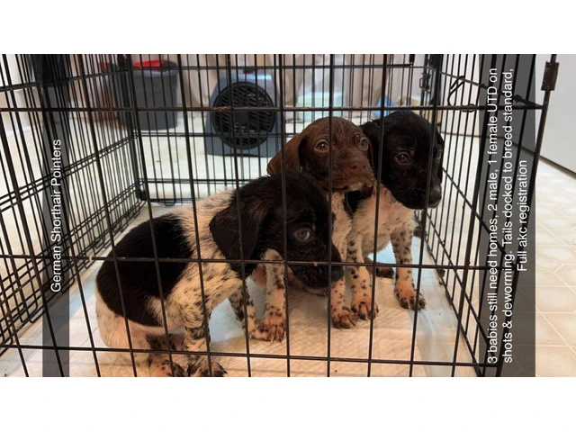 3 AKC German Shorthaired Pointer puppies for sale - 9/9