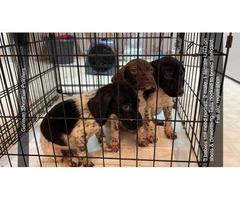 3 AKC German Shorthaired Pointer puppies for sale - 9