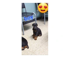 3 AKC Doberman Pinscher puppies for sale - 4