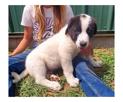 2 Livestock Guardian Puppies for Sale: Anatolian/Great Pyrenees Mix, Vaccinated and Ready for Work