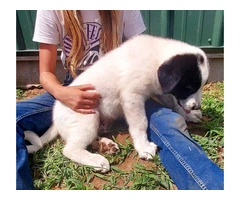 2 Livestock Guardian Puppies for Sale: Anatolian/Great Pyrenees Mix, Vaccinated and Ready for Work - 2