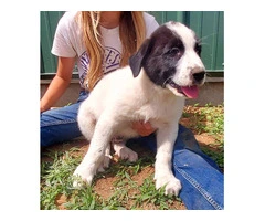2 Livestock Guardian Puppies for Sale: Anatolian/Great Pyrenees Mix, Vaccinated and Ready for Work - 3