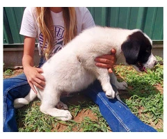 2 Livestock Guardian Puppies for Sale: Anatolian/Great Pyrenees Mix, Vaccinated and Ready for Work - 4