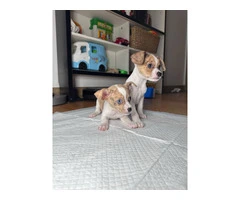 2 Male Chihuahua puppies in need of a new home - 2