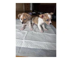 2 Male Chihuahua puppies in need of a new home - 5