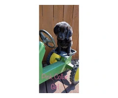 Labradoodle puppies + puppy care package - 2