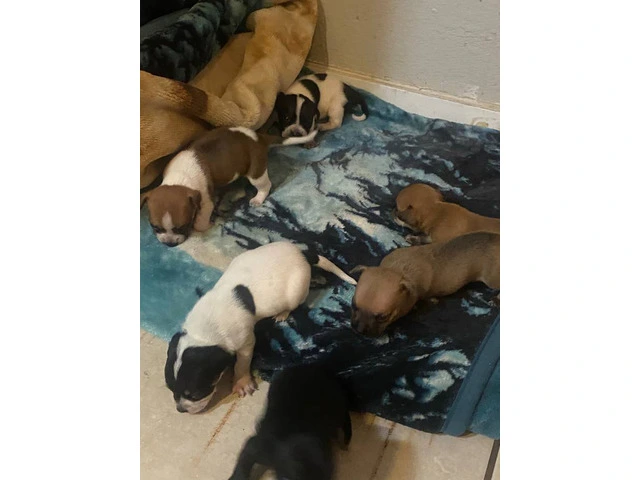 6 Chihuahua puppies for adoption - 1/7