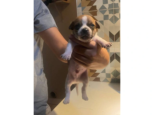 6 Chihuahua puppies for adoption - 2/7
