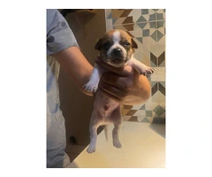 6 Chihuahua puppies for adoption - 2