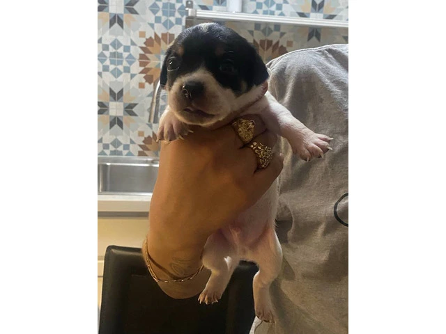 6 Chihuahua puppies for adoption - 3/7