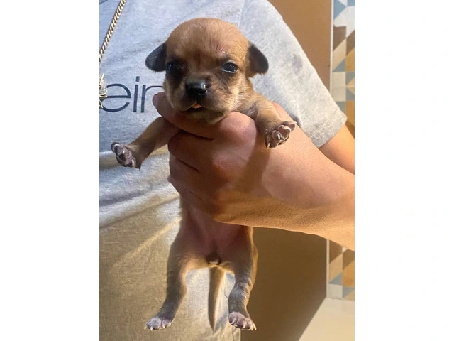 6 Chihuahua puppies for adoption - 4/7
