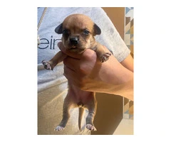 6 Chihuahua puppies for adoption - 4