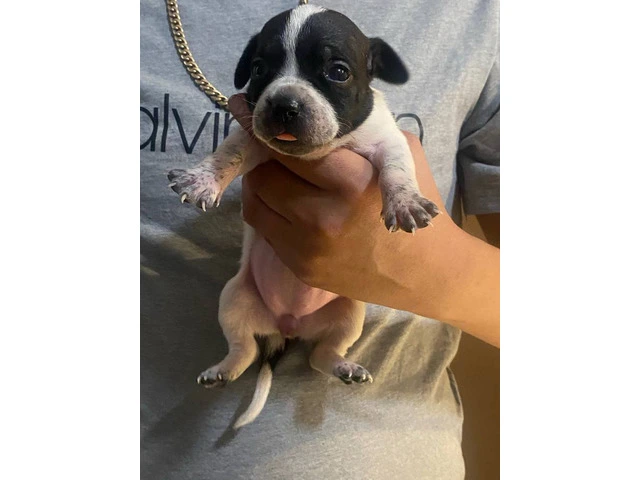 6 Chihuahua puppies for adoption - 5/7