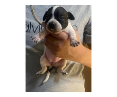 6 Chihuahua puppies for adoption - 5