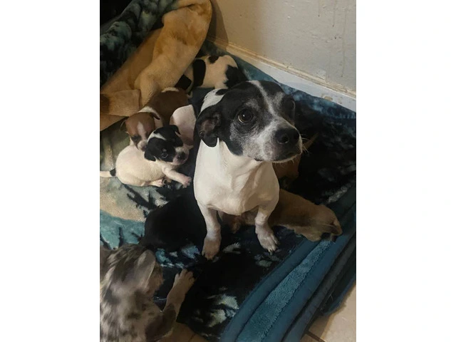 6 Chihuahua puppies for adoption - 7/7