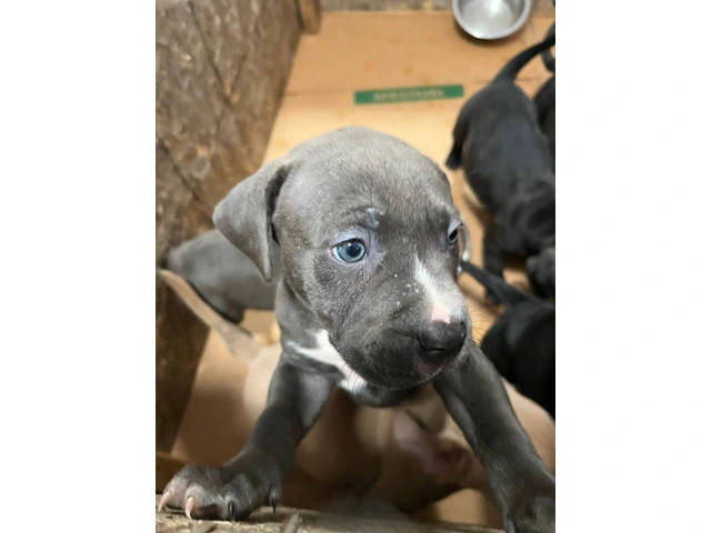 Blue Nose Pitbull Puppies Available for Rehoming: 2 Boys and 1 Girl - 1/12