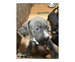 Blue Nose Pitbull Puppies Available for Rehoming: 2 Boys and 1 Girl