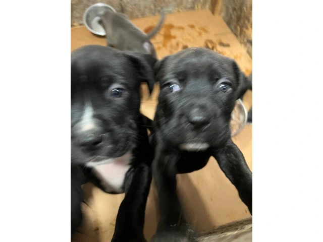 Blue Nose Pitbull Puppies Available for Rehoming: 2 Boys and 1 Girl - 3/12