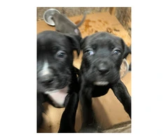 Blue Nose Pitbull Puppies Available for Rehoming: 2 Boys and 1 Girl - 3