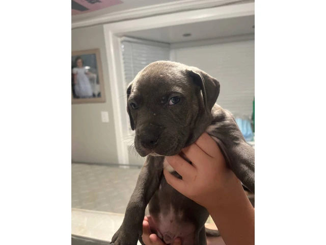 Blue Nose Pitbull Puppies Available for Rehoming: 2 Boys and 1 Girl - 4/12