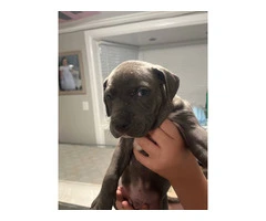 Blue Nose Pitbull Puppies Available for Rehoming: 2 Boys and 1 Girl - 4