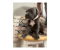 Blue Nose Pitbull Puppies Available for Rehoming: 2 Boys and 1 Girl - 7