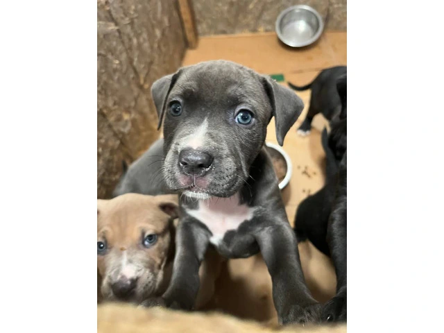 Blue Nose Pitbull Puppies Available for Rehoming: 2 Boys and 1 Girl - 8/12