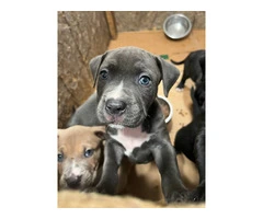 Blue Nose Pitbull Puppies Available for Rehoming: 2 Boys and 1 Girl - 8