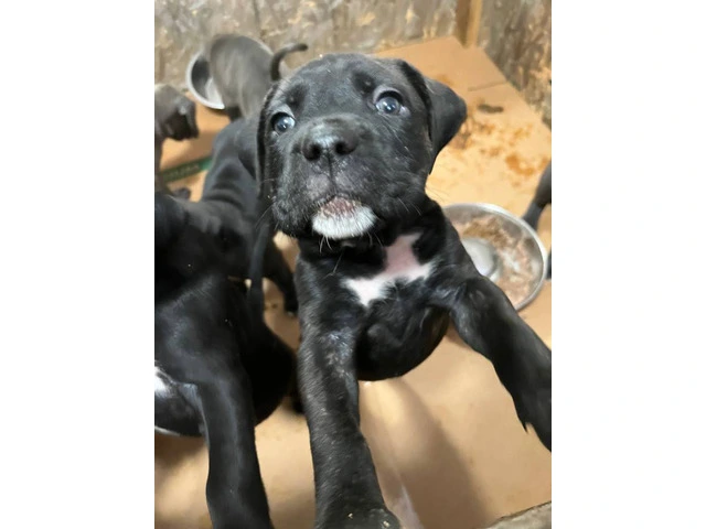 Blue Nose Pitbull Puppies Available for Rehoming: 2 Boys and 1 Girl - 9/12
