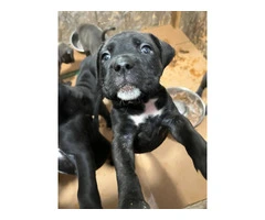 Blue Nose Pitbull Puppies Available for Rehoming: 2 Boys and 1 Girl - 9