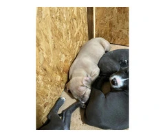 Blue Nose Pitbull Puppies Available for Rehoming: 2 Boys and 1 Girl - 10