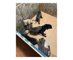 Blue Nose Pitbull Puppies Available for Rehoming: 2 Boys and 1 Girl - 11