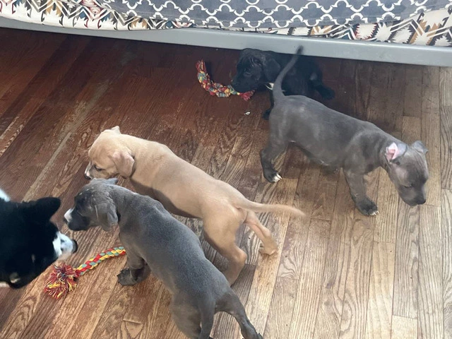 Blue Nose Pitbull Puppies Available for Rehoming: 2 Boys and 1 Girl - 12/12
