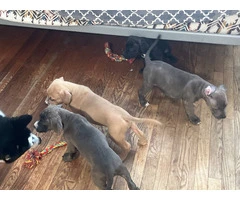 Blue Nose Pitbull Puppies Available for Rehoming: 2 Boys and 1 Girl - 12