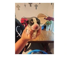 5 female pitsky puppies for sale $500.00 - 6