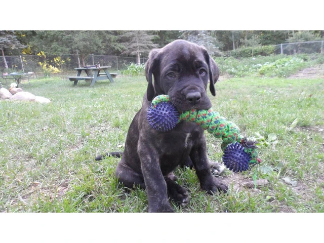 7-Week-Old "Daniff" Puppies for sale - 1/11
