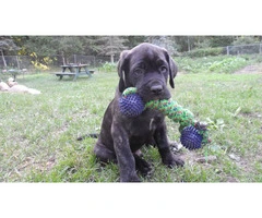 7-Week-Old "Daniff" Puppies for sale