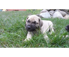 7-Week-Old "Daniff" Puppies for sale - 2