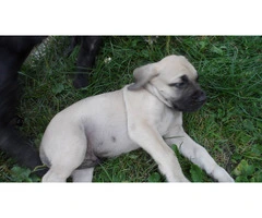 7-Week-Old "Daniff" Puppies for sale - 3