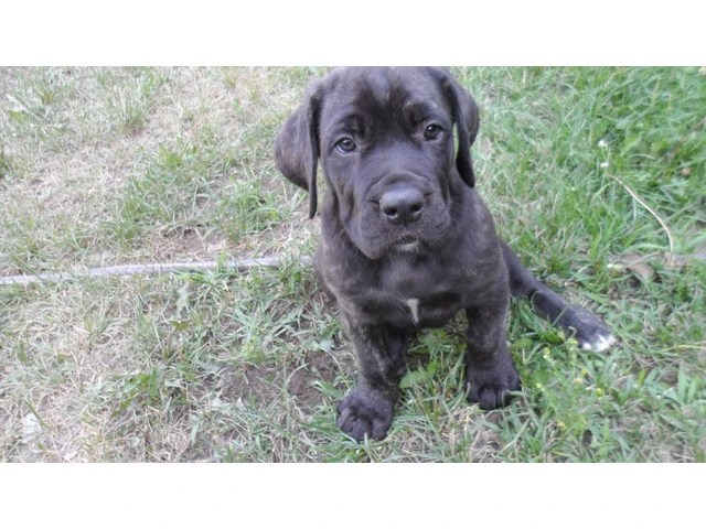 7-Week-Old "Daniff" Puppies for sale - 4/11
