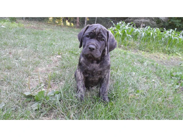 7-Week-Old "Daniff" Puppies for sale - 5/11