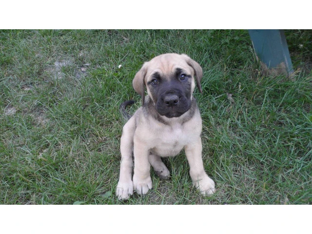 7-Week-Old "Daniff" Puppies for sale - 6/11