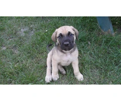 7-Week-Old "Daniff" Puppies for sale - 6