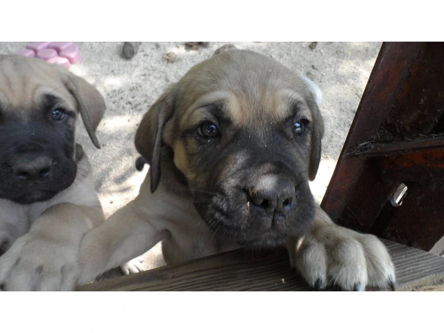 7-Week-Old "Daniff" Puppies for sale - 8/11